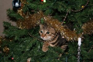 safety tips for christmas trees