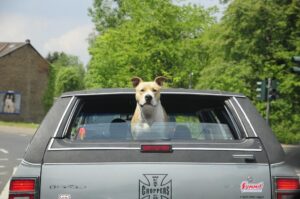 motor-vehicles-cars-and-pet-safety-in-ontario